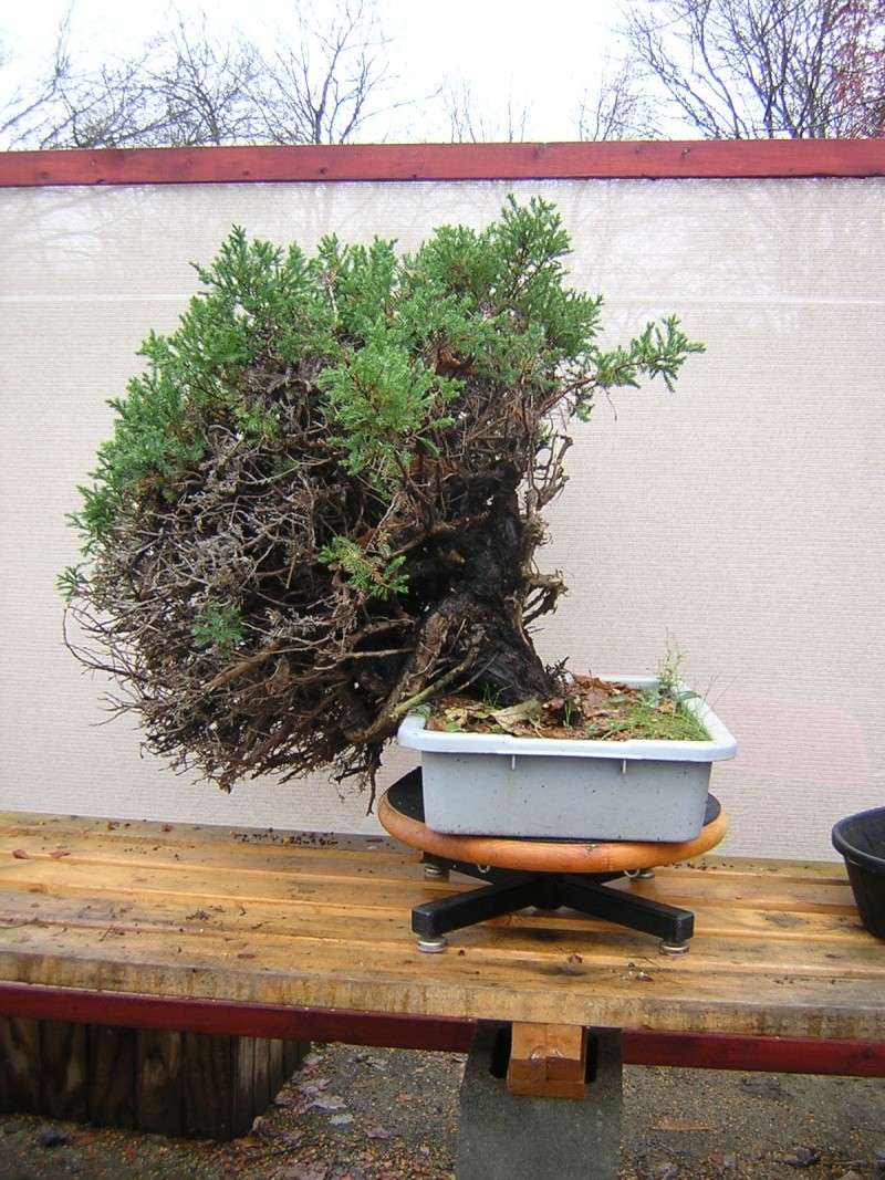 juniper repotting Dscn4610