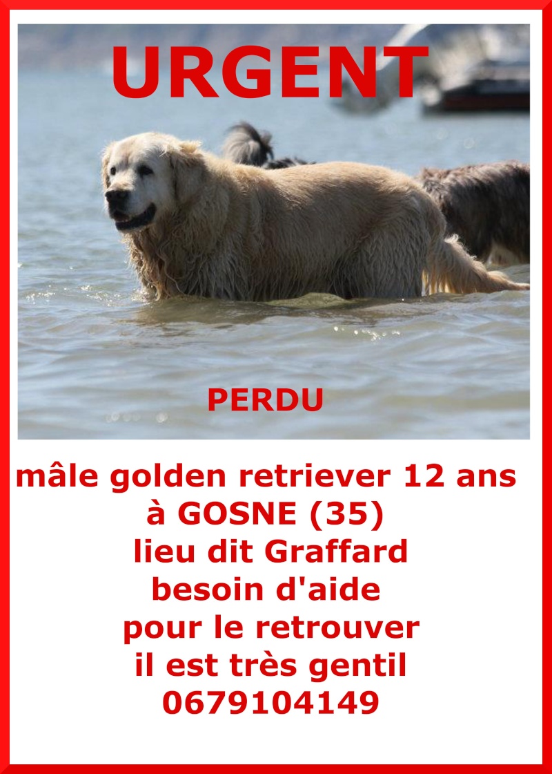 besoin d'aide a Gosné golden retriever de 12 ans perdu Perdu10
