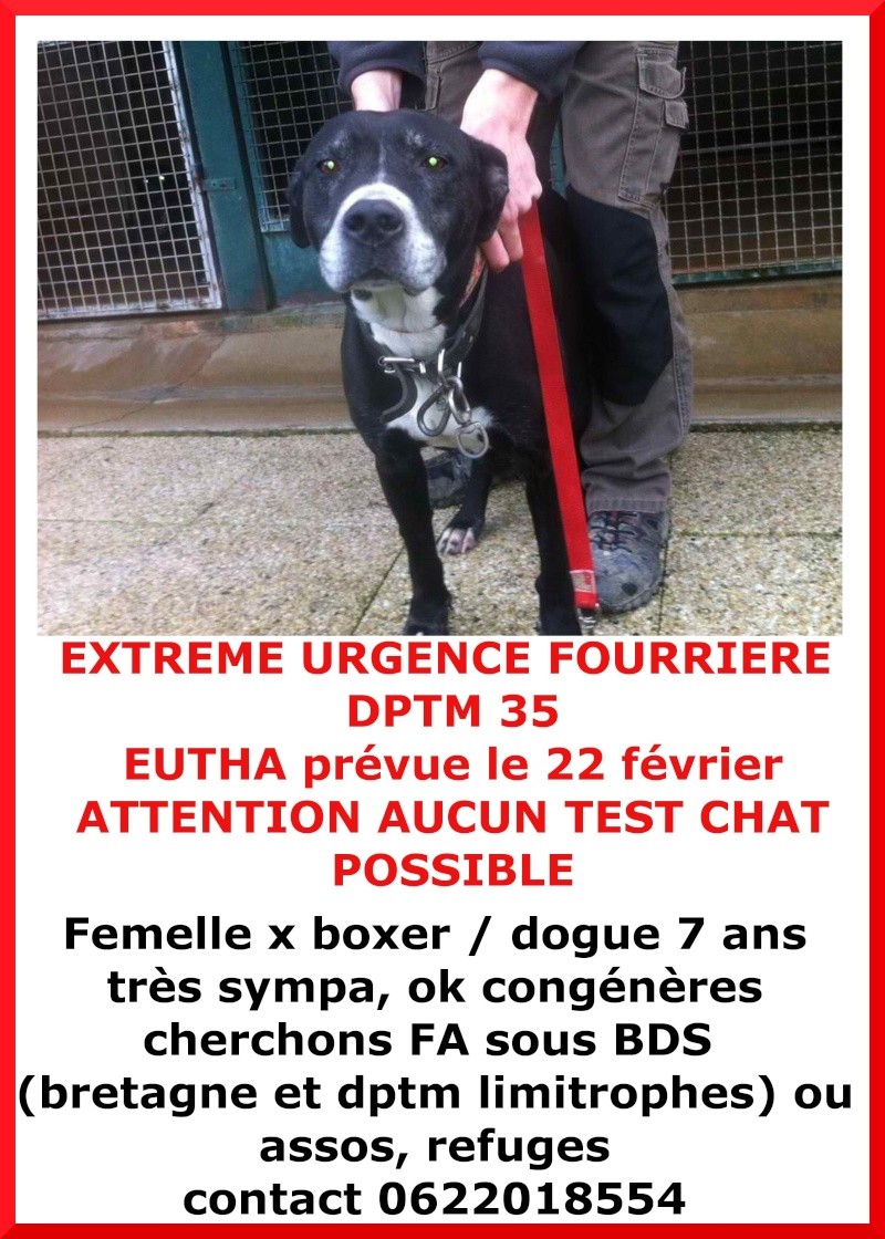 EXTREME URGENCE fourrière Euthanasie le 22 février pour 4 chiens (2 males et 2 femelles), dptm 35 X_boxe10
