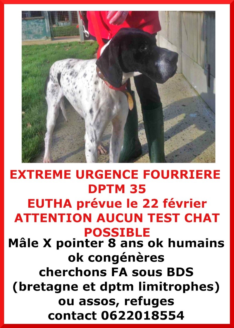 EXTREME URGENCE fourrière Euthanasie le 22 février pour 4 chiens (2 males et 2 femelles), dptm 35 X_poin10