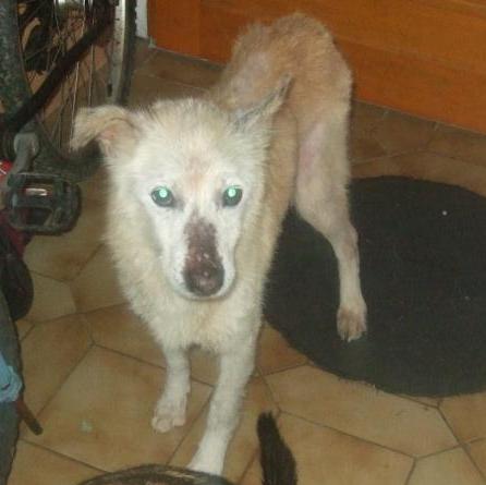 HUBERTx husky(m) 8 ans recherche fa ou définitive REF:29 décédé Hubert11