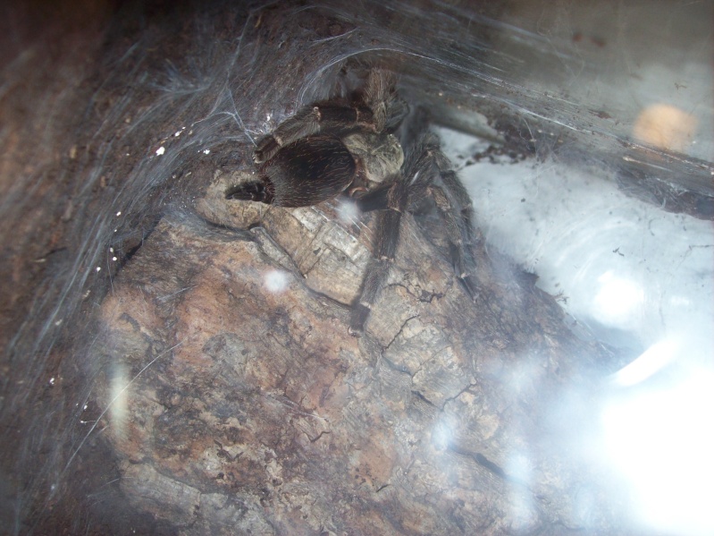 Psalmopoeus reduncus 100_1611