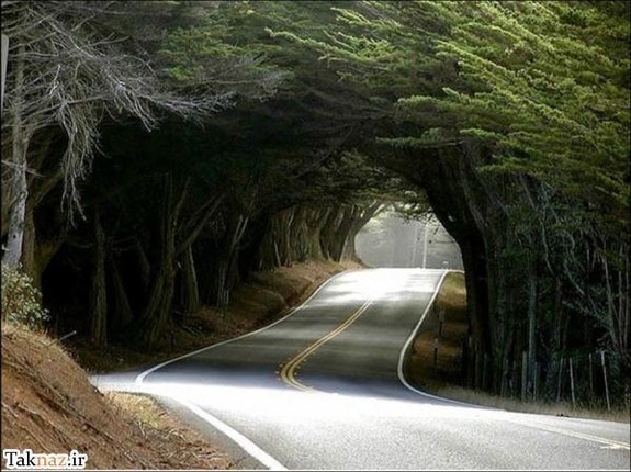 Tree Tunnel <3 Tunnel10
