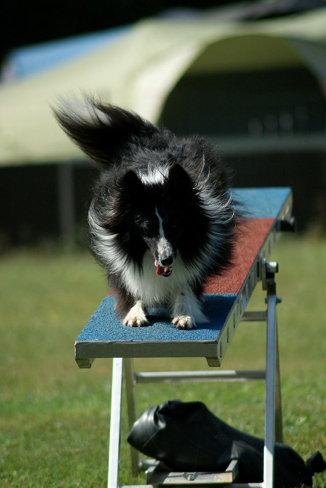 Rencontre canine 2010