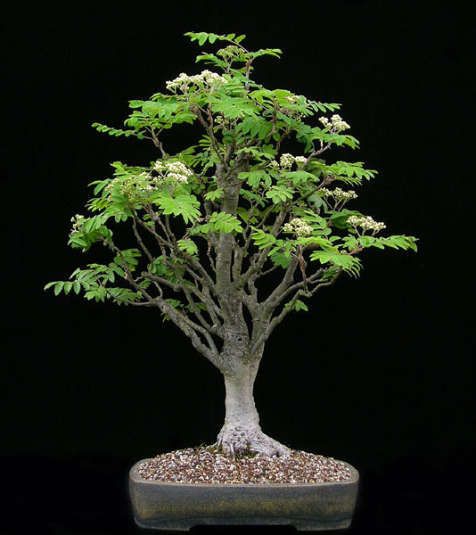 Sorbus domestica Sorbus10