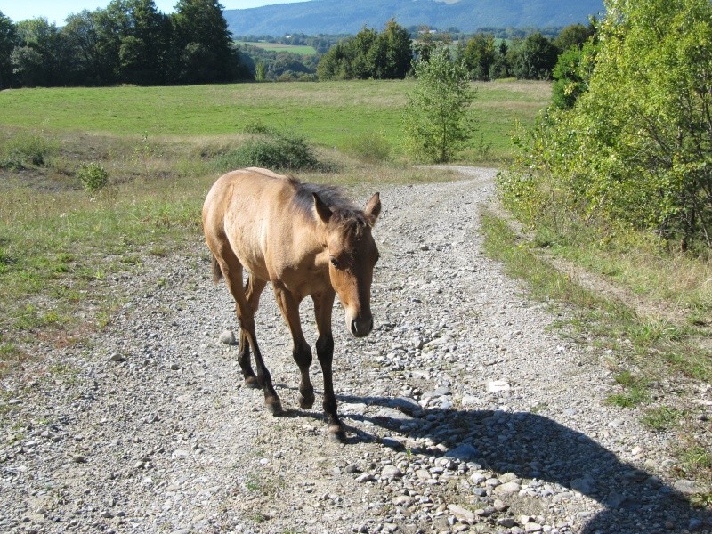 Les Chevaux D'Odun. - Page 32 Img_7425