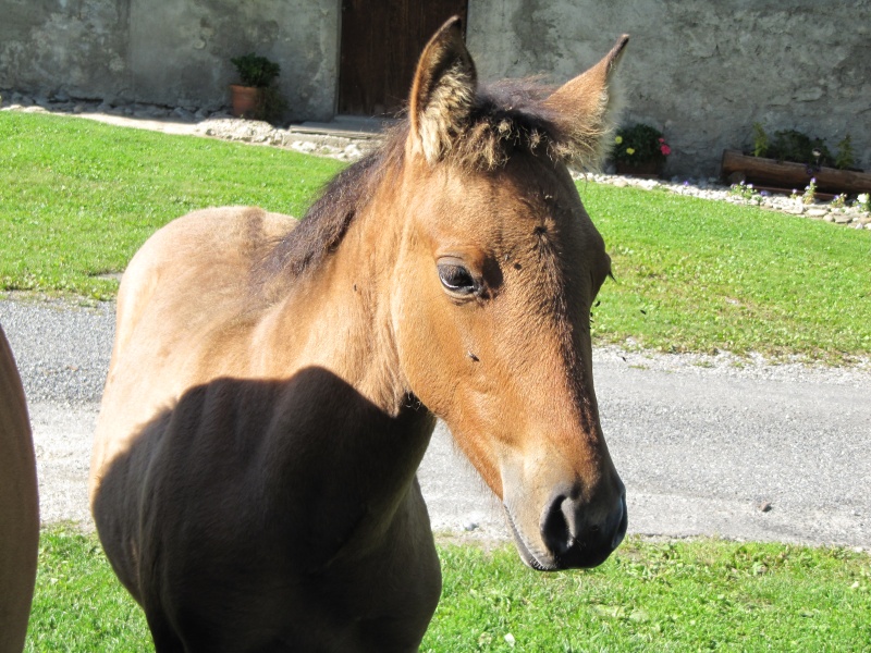 Les Chevaux D'Odun. - Page 32 Img_7426