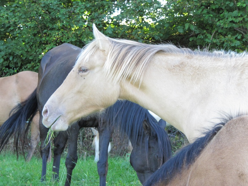 Les Chevaux D'Odun. - Page 32 Img_7511