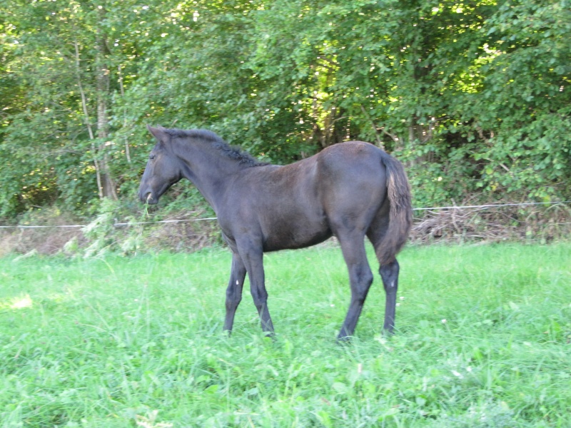 Les Chevaux D'Odun. - Page 32 Img_7514