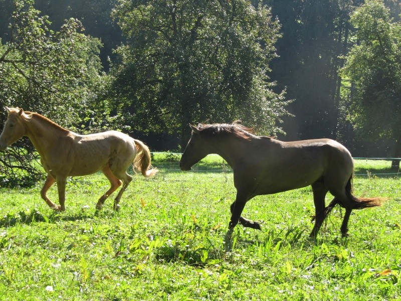 Les Chevaux D'Odun. - Page 34 Img_7515