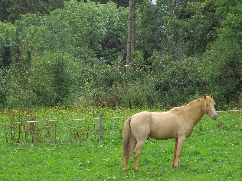 Les Chevaux D'Odun. - Page 29 Ven_0810