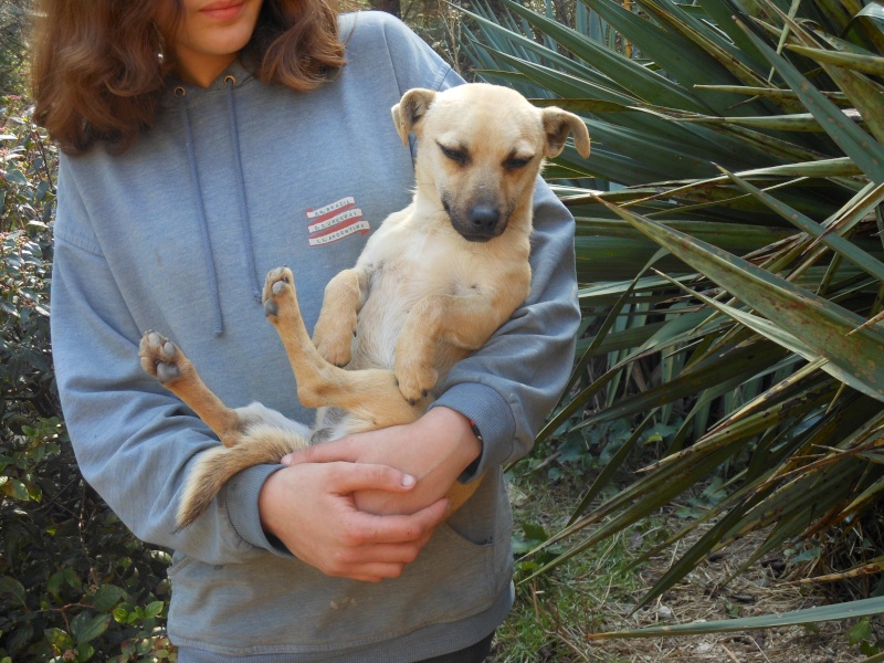 A adopter Cosmos, 1 an, adorable  petit chien rescapé des fourrières d'espagne. Cosmos11