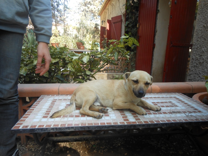 A adopter Cosmos, 1 an, adorable  petit chien rescapé des fourrières d'espagne. Cosmos12