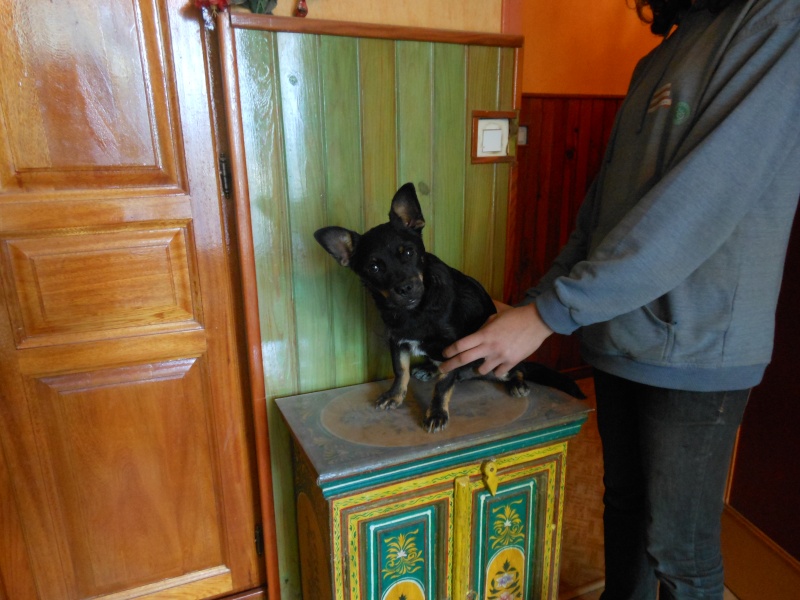 A adopterJaimito,6 mois, tout petit chien rescapé des fourrières d'espagne. Jaimit10
