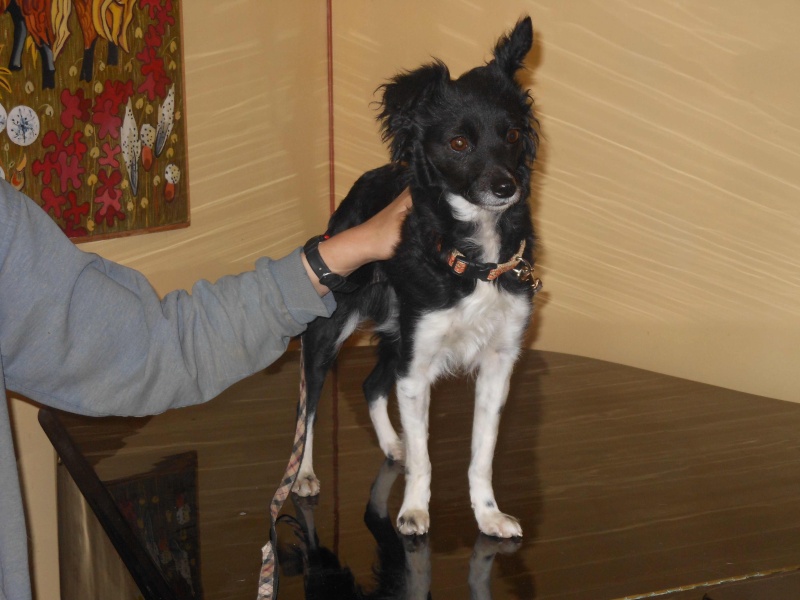 A adopter Luna,adorable petite chienne rescapée des fourrières espagnoles. Luna210