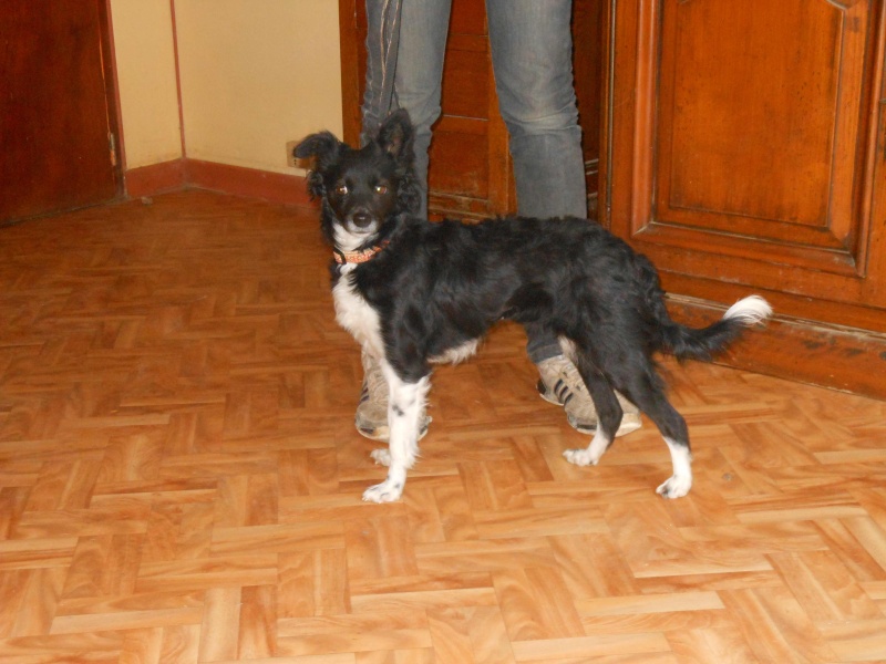 A adopter Luna,adorable petite chienne rescapée des fourrières espagnoles. Luna310