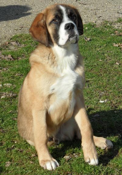 [résolu]HORION - X saint Bernard mâle BB 6 mois - refuge des 2 rives (82) Horion10