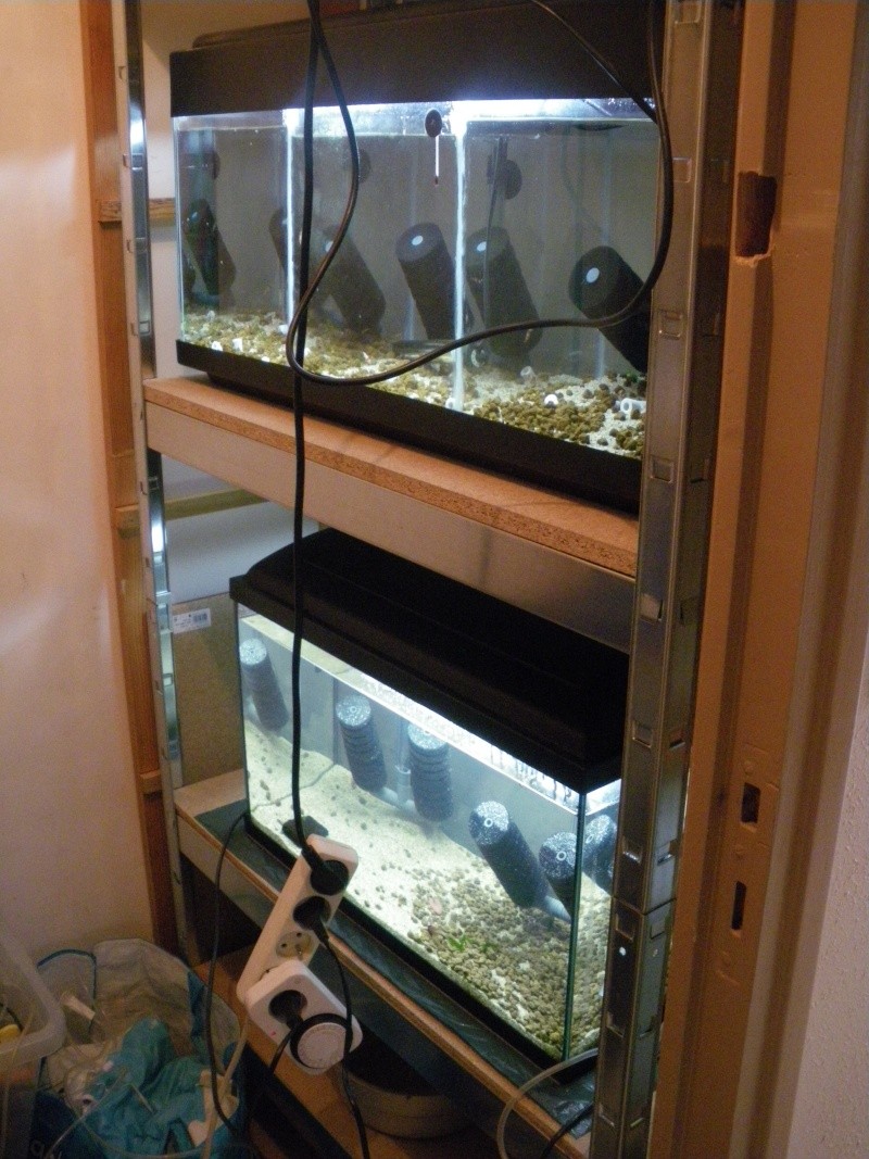 mini fish room déstinée à mes red crystal 00114