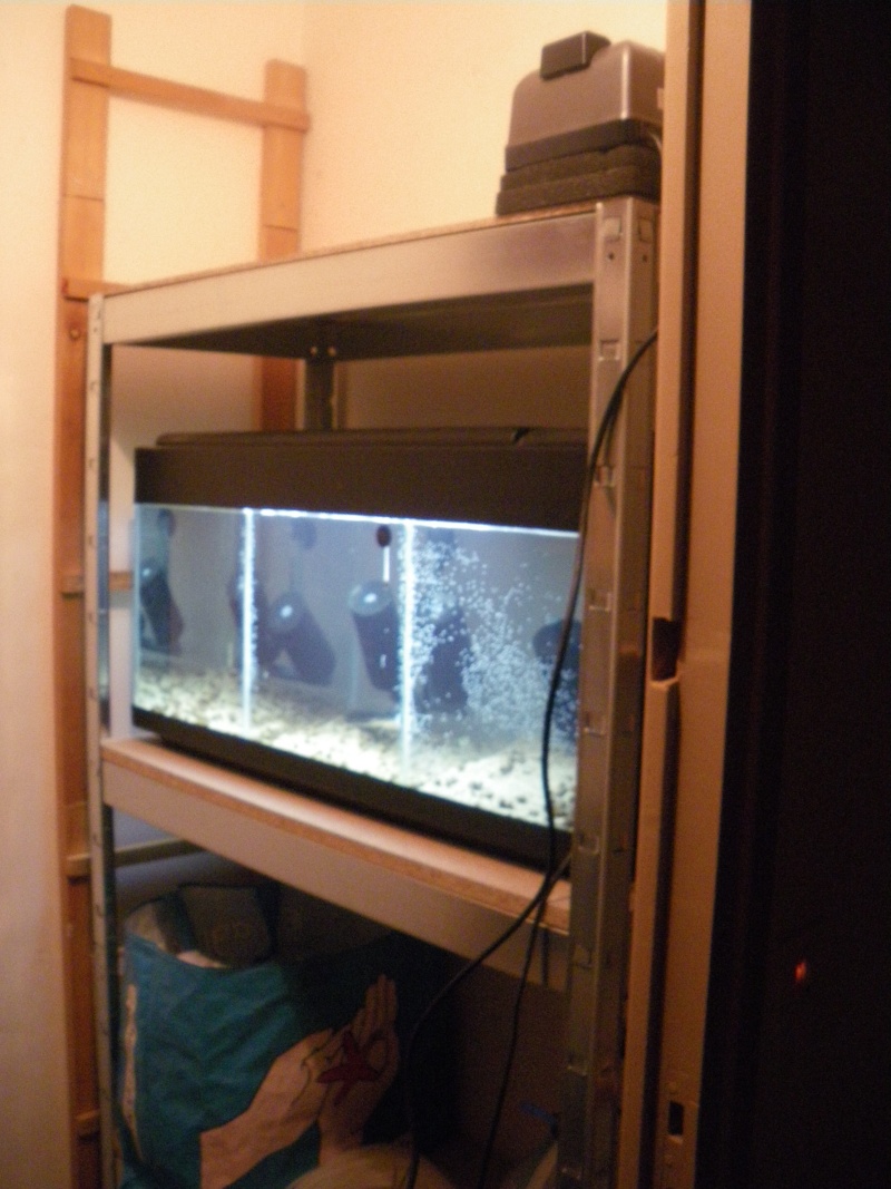 mini fish room déstinée à mes red crystal 00710