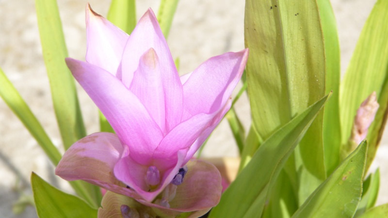 tulipe de thaillande refleurit P1020718