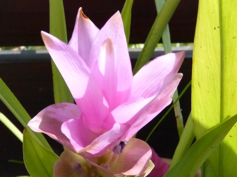 tulipe de thaillande refleurit P1020719
