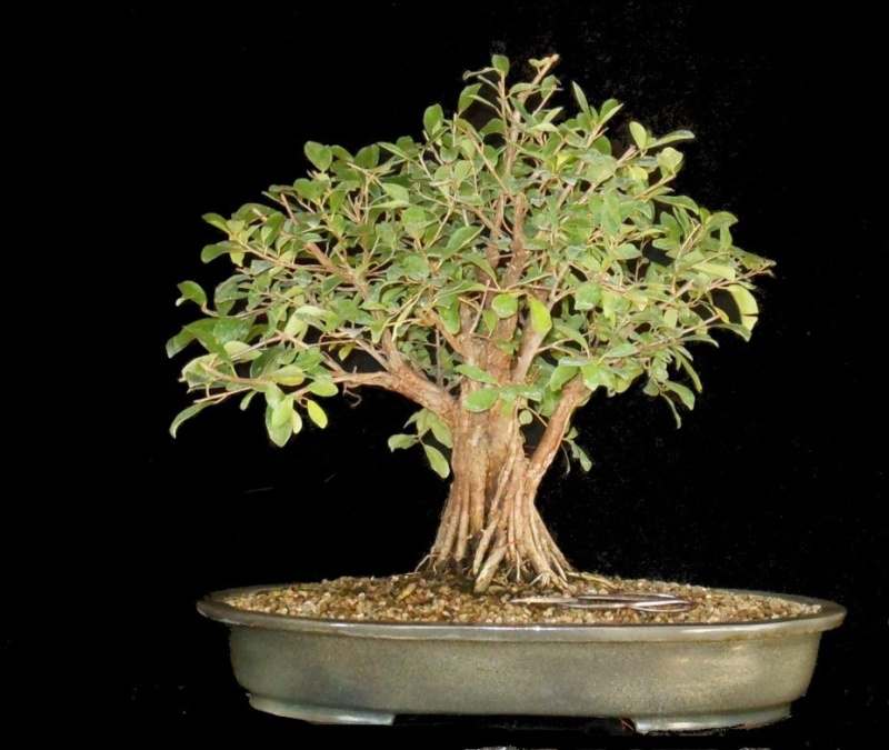 Large fused Ficus Natalensis 246610