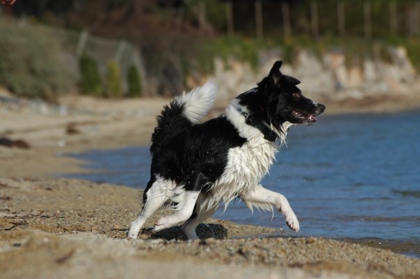 Et les chiens des amazones, ils méritent aussi un petit post - Page 7 S_bmp10