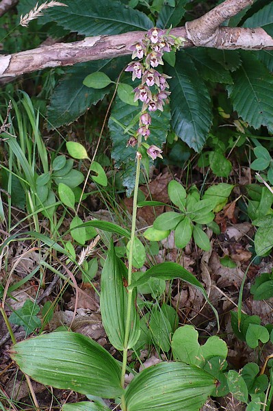 helleborine en mode mineur P1120815