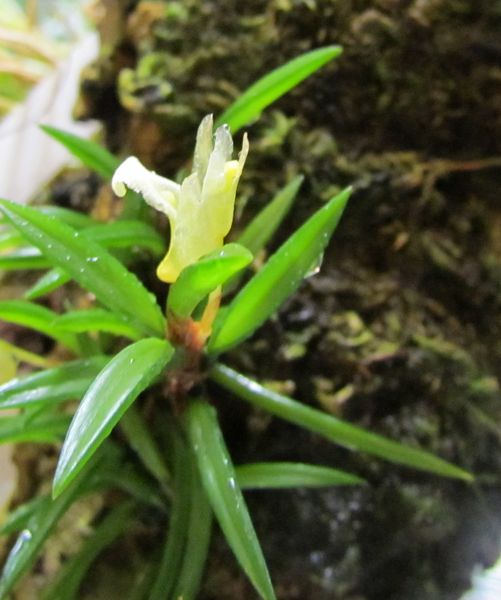 Christensonella uncata ex. Maxillaria uncata Img_1611