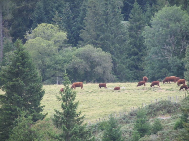 le pont du 15 aout dans le Cantal Img_9417