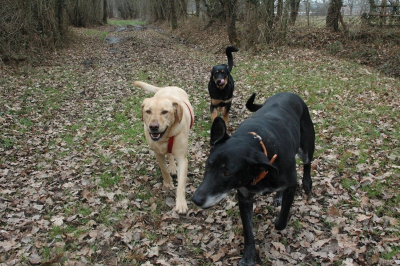 Balade avec les copains! Dsc_3811