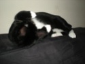 Sunny (Ripley), chatonne noire et blanche de 4 semaines au 22 juin 2009 - Page 2 Dscn6912