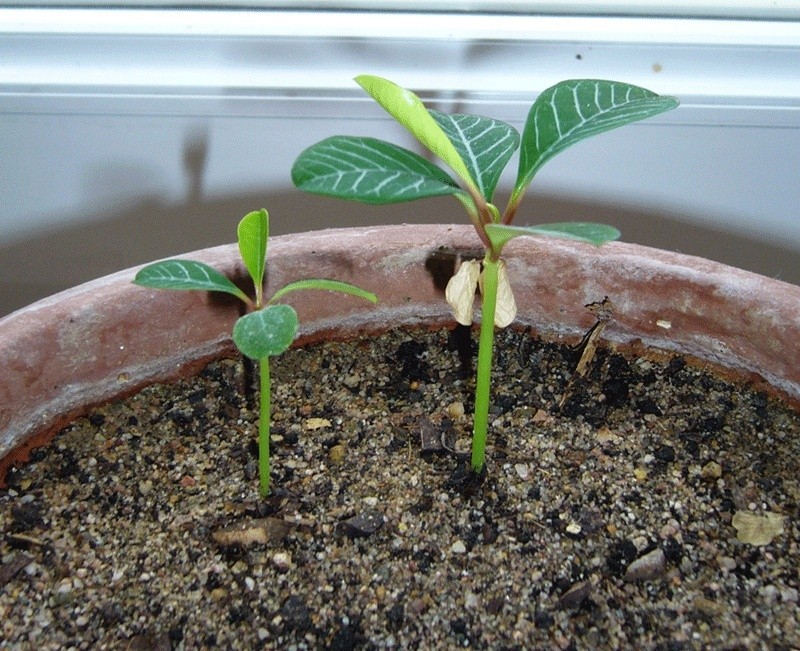 bébés nés sous X à identifier (Euphorbia leuconeura) P1180315