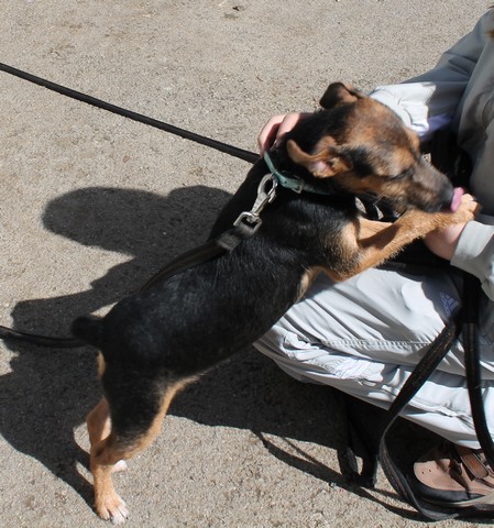 Argo x-jagd terrier (Septembre 2011) Moineville 02010