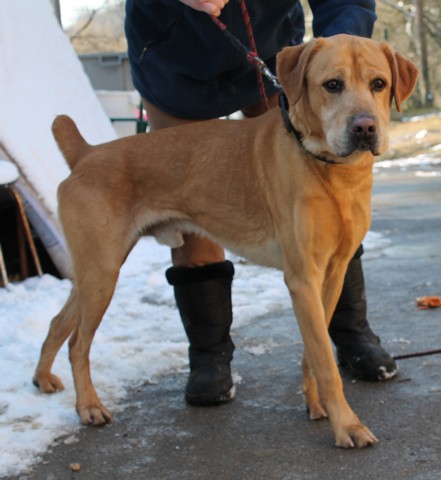 RODO ROYAL - x labrador 7 ans - Sos Animaux à Moineville (54) 04110