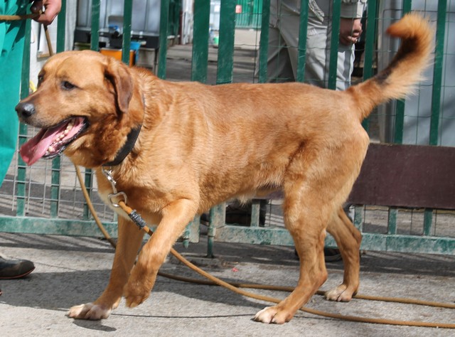 BUCK - x labrador 6 ans - Sos Animaux à Moineville (54) 04210