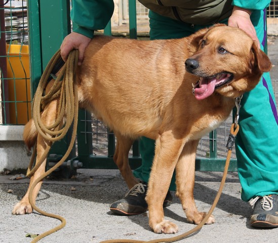 BUCK - x labrador 6 ans - Sos Animaux à Moineville (54) 05012