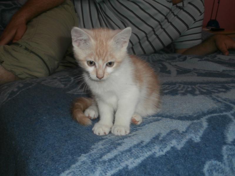 Isko - chaton beige et blanc né le 26 juillet 2013 P9300311