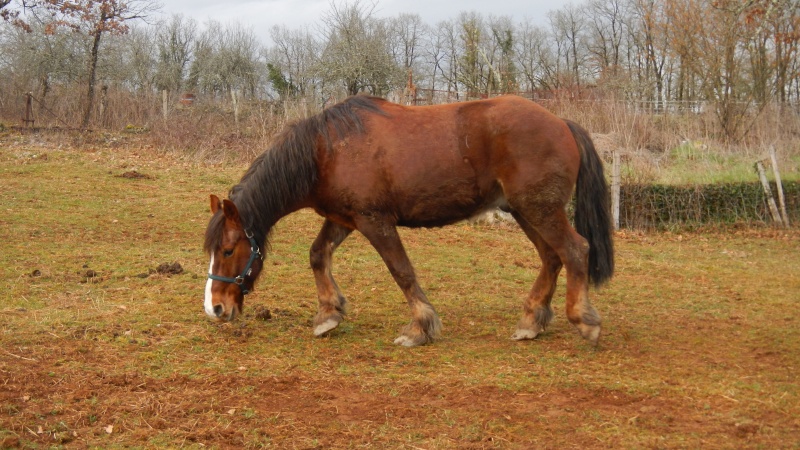 Javel, hongre mérens 15 ans adopté par Nessness Dscn5524