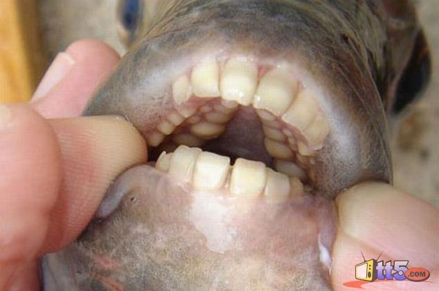  سمكة تمتلك أسنان مثل البشر !!! 100310
