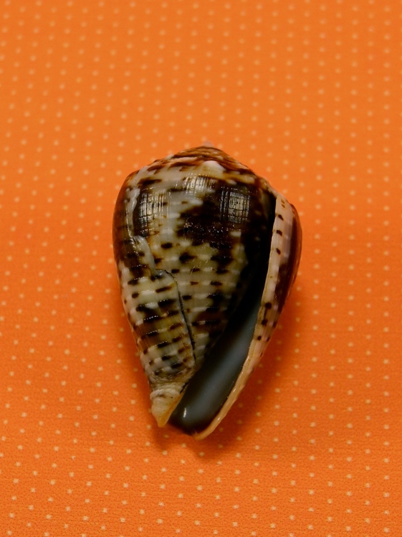 Conus (Virroconus) coronatus Gmelin, 1791 Dscn1126