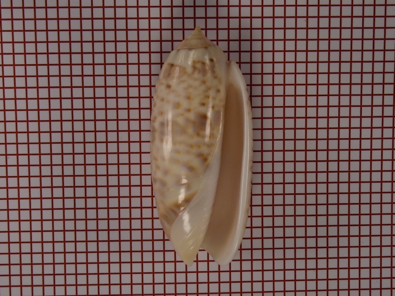 Miniaceoliva irisans irisans (Lamarck, 1811) - Worms = Oliva irisans irisans Lamarck, 1811 Dscn1713