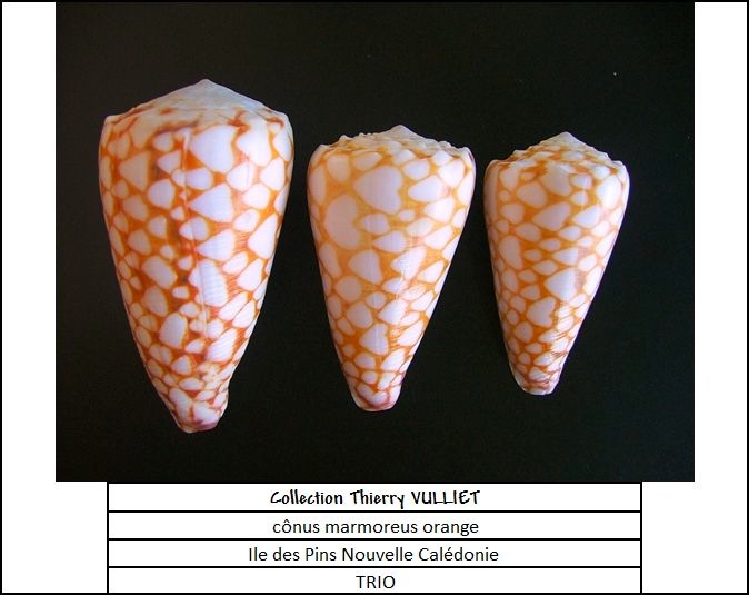 Conus (Conus) marmoreus Orange   Linnaeus, 1758 Trio-10