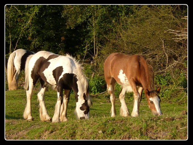 Le parfait élevage du BoisChenu,plein de tofs et AZUR splendide étalon noir P1040725