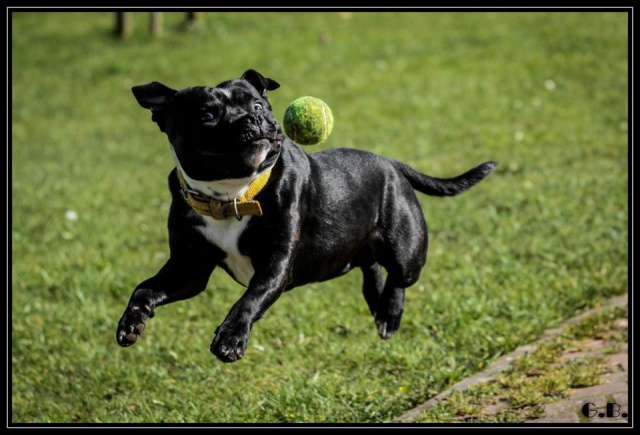 Staffies with balls - Page 2 48611410