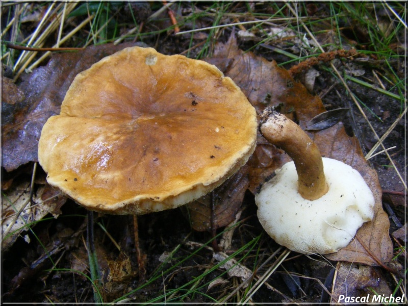 Gyroporus castaneus (Bolet châtain) Bolet_11