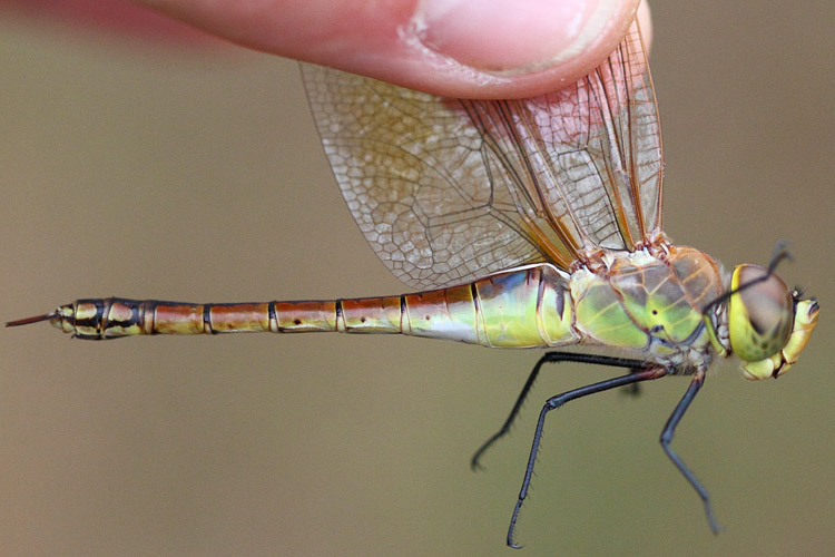 [Anax ephippiger] Hemianax ephippiger l'Anax porte-selle migrateur à Trunvel Hemian10