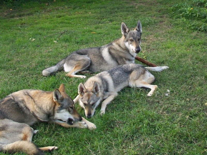 mes Z'amours de Chiens Loups Tchèques 100_4110