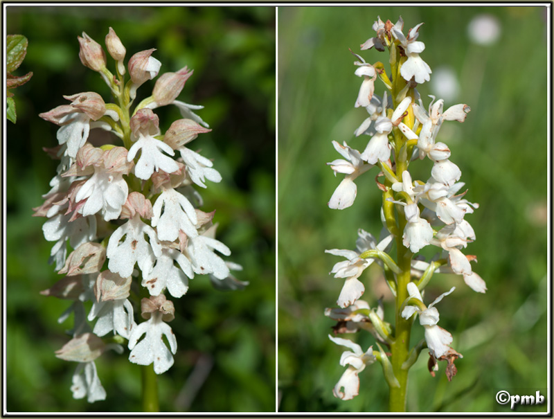 Hypochrome 2013 Orchis24