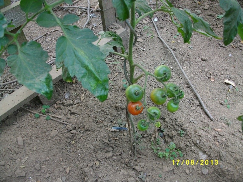 les plants de tomates de papybl Imgp1012